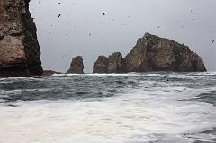 1201-Isole Ballestas,19 luglio 2013